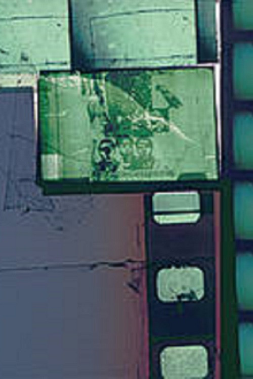 Und sie, sie liebte Raubtiere – tritt auch in den Garten