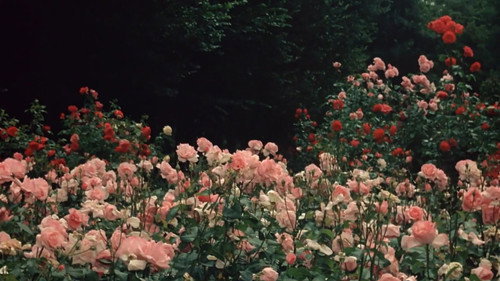 The Demise of Father Mouret