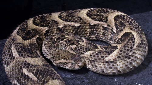 When Predators Attack