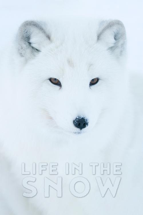 Life In The Snow (2016) poster