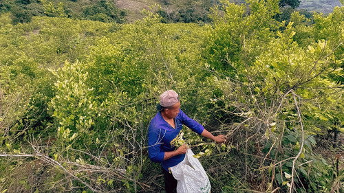 Cocaïne : la poudrière colombienne - imagem 5