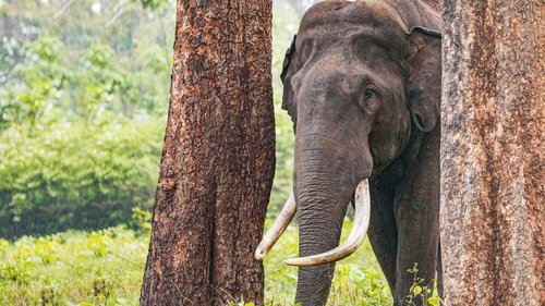 Secrets of the Elephants
