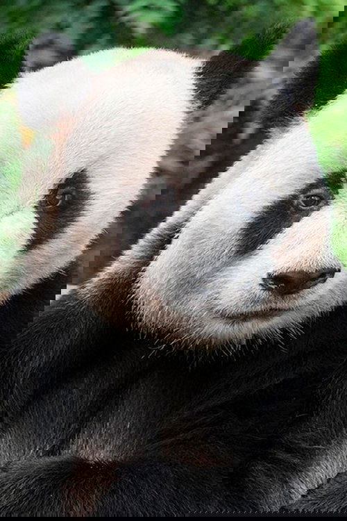 Le Bao