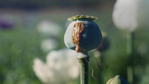 Histoire du trafic de drogue