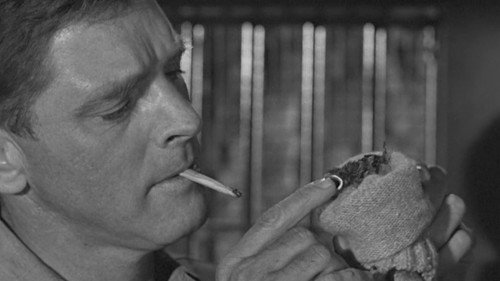 Birdman of Alcatraz — still 16