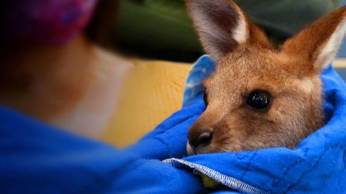 Wildlife Rescue Australia - Season 1 Backdrop Blur