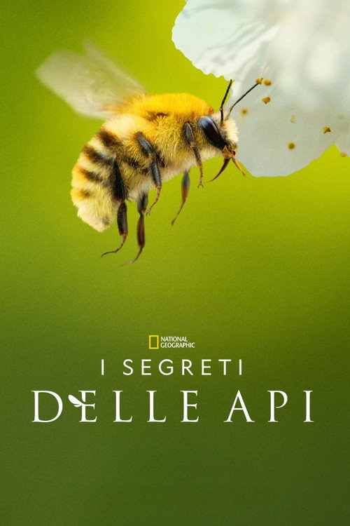 I segreti delle api