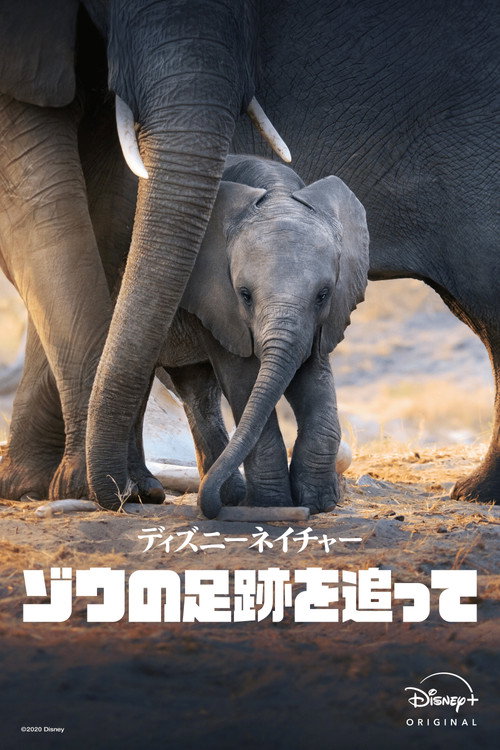 ゾウの足跡を追って ポスター