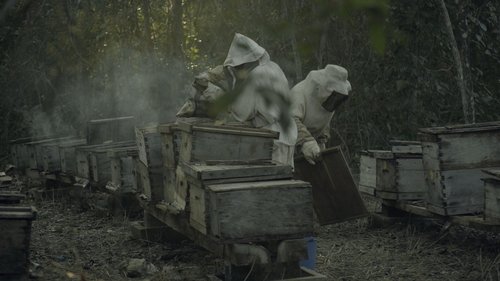 What Happened to the Bees? cover