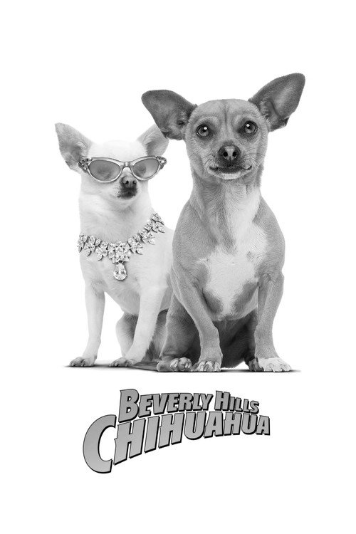Những Chú Chó Chihuahua