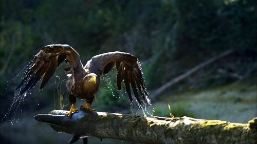 Danube: Europe's Amazon