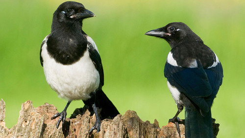Magpies - More than Black and White