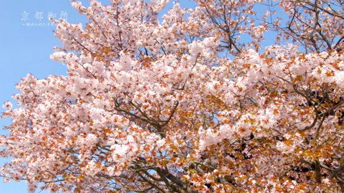 京都御所 秘められた千年の美 Backdrop Blur