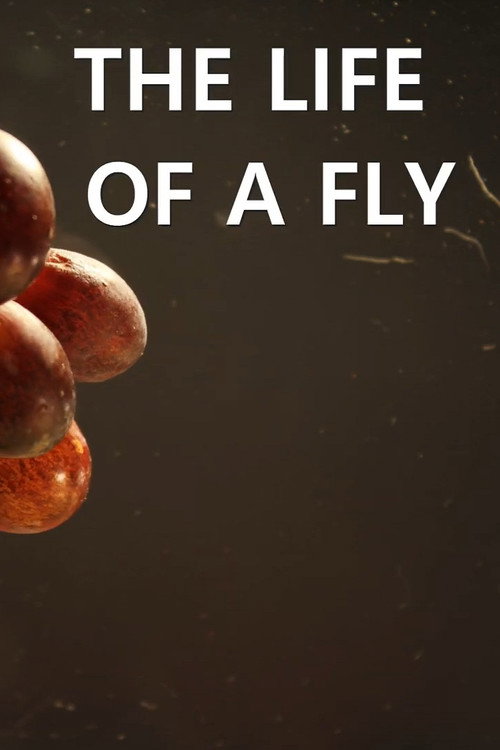 The Life of a Fly