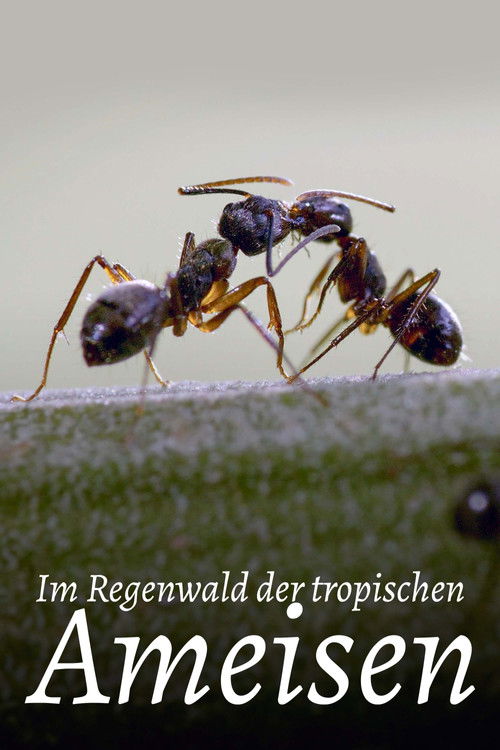 Im Regenwald der tropischen Ameisen