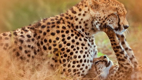 Vilde familier - helt kort