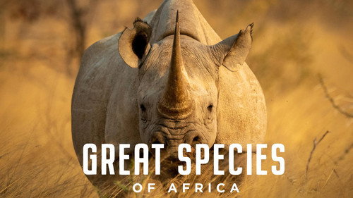 Great Species of Africa - Season 1 Backdrop Blur