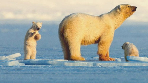 backdrop My Journey with a Polar Bear