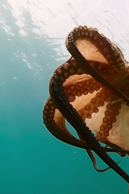 Octopus in danger - Following its tracks in the Mediterranean