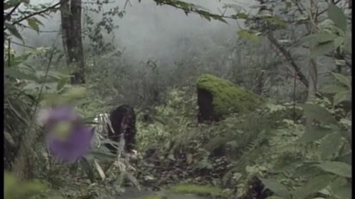 Confinement Escape: Beautiful Prey