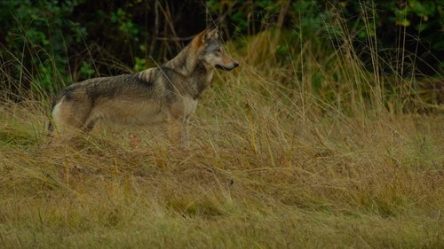 Poster della serie Island of the Sea Wolves