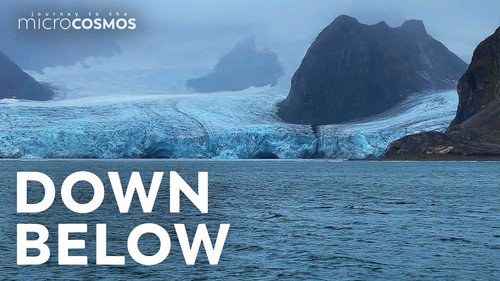 A Microscopic Tour Through A Norwegian Fjord