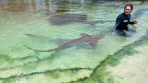 When Sharks Attack... and Why