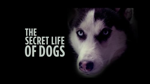 The Secret Life of Dogs