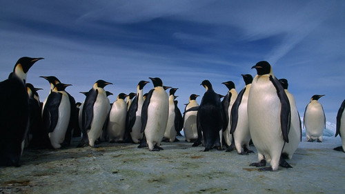 Penguinpalooza Backdrop Blur