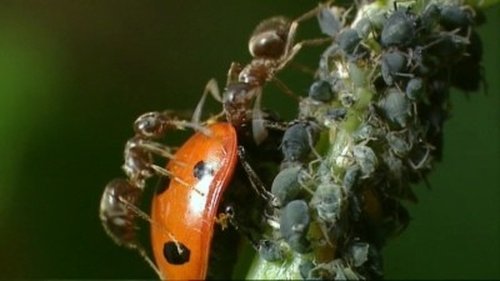 Poster della serie Life in the Undergrowth