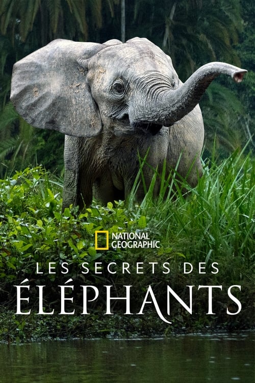 Les secrets des éléphants