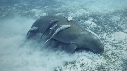 Poster della serie Mysteries of the Deep