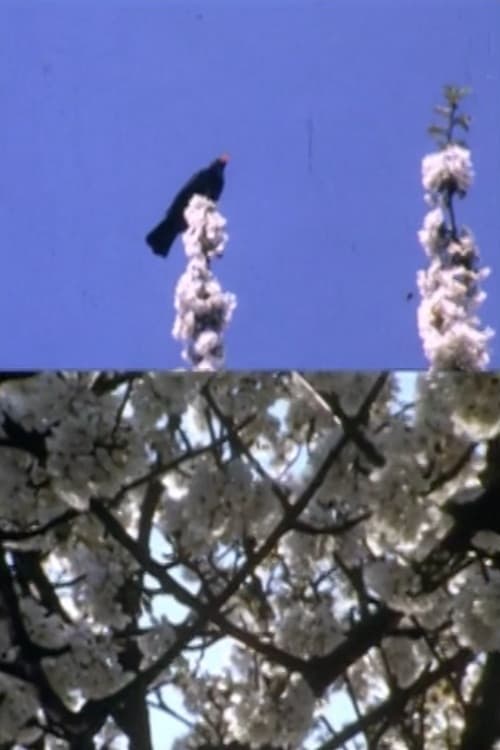 Mourning Garden Blackbird 1984