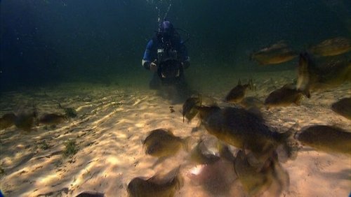 Diaries - Diving with Piranhas