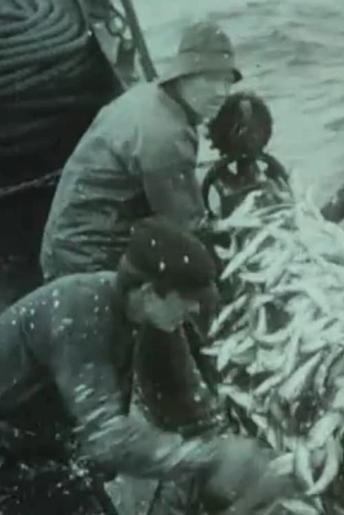 Fishing for Atlantic Herring Outside Aalesund 1914 (1914)