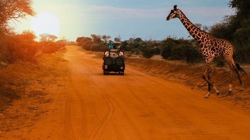 A Arca das Girafas