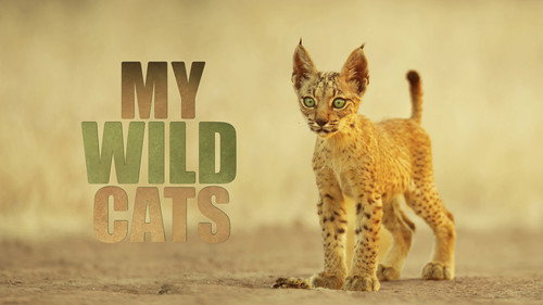 My Wild Cats - Season 1 Backdrop Blur