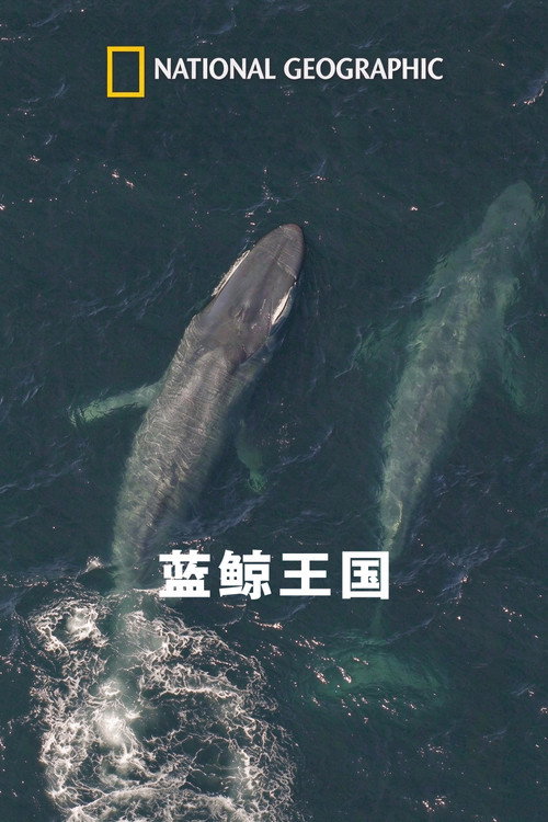 国家地理:蓝鲸王国