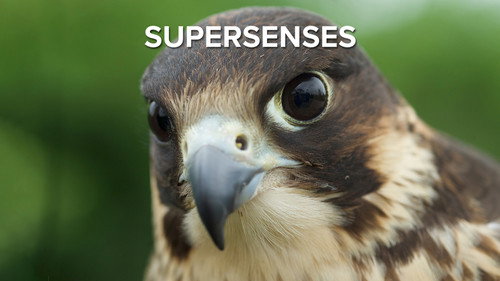 Supersenses - Season 1 Backdrop Blur