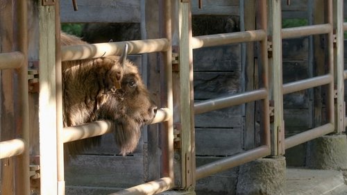 Europe's New Wild