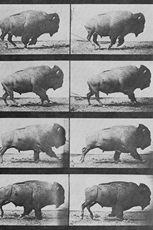 Buffalo Running