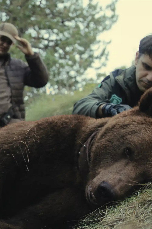 Matar a un oso