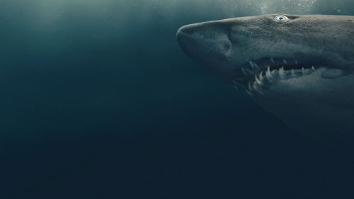 Shark Quest: Hunt For The Apex Predator