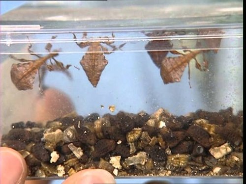 Face aux phasmes : de drôles d'insectes