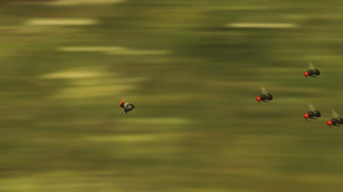 Fly hunting