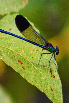 Traveling- A Short Film poster