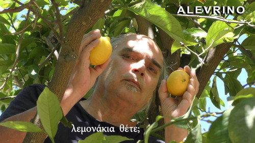 ALEVRINO “The Seed of Everything”