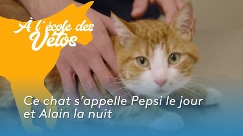 Ce chat s’appelle Pepsi le jour et Alain la nuit