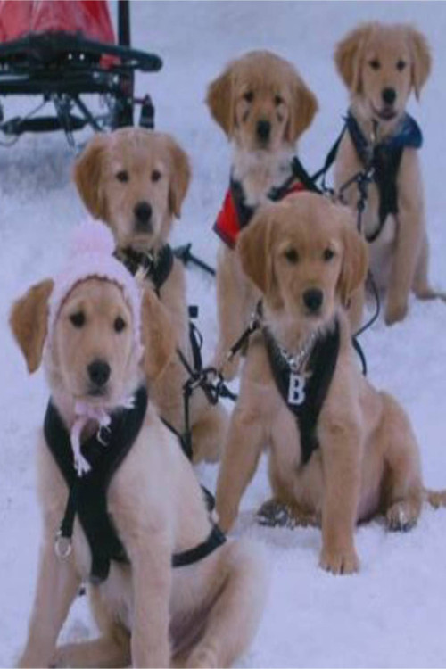 Pôster oficial de Snow Buddies: Uma Aventura no Gelo (2008) - Família