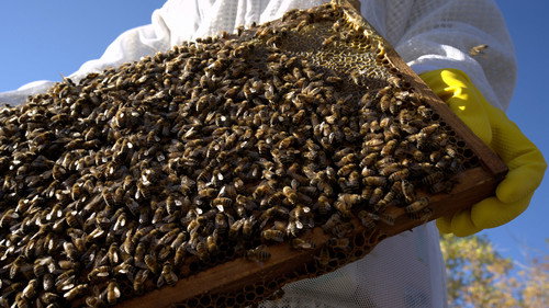 Segredos das Abelhas: 1×2